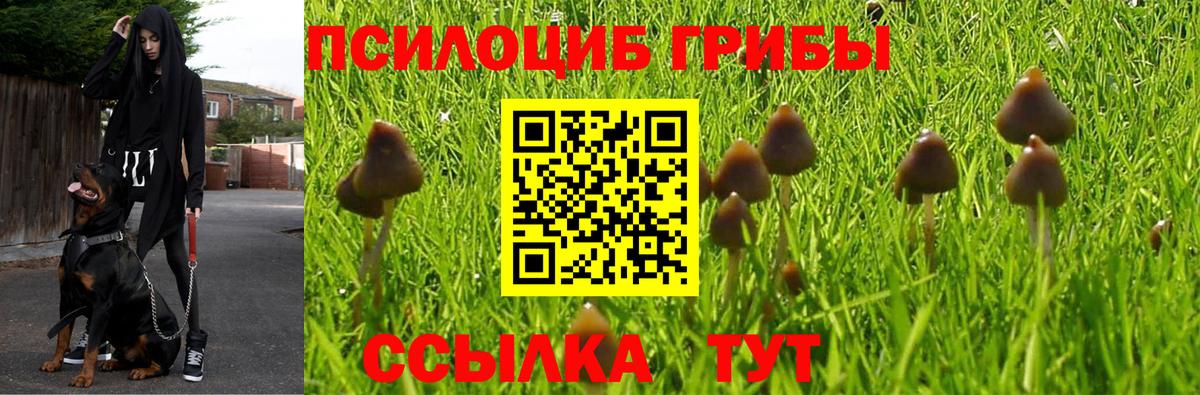 Псилоцибиновые грибы Cubensis Псков